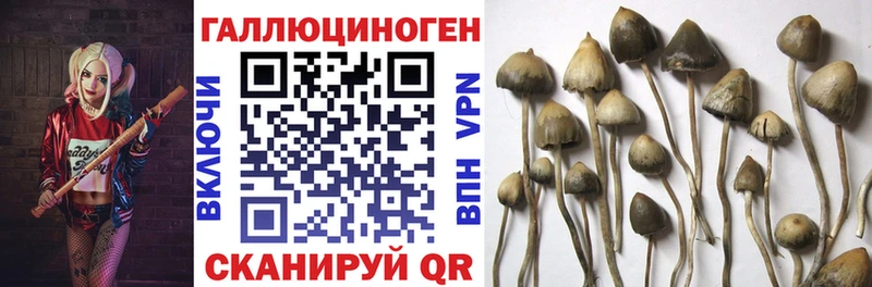 Галлюциногенные грибы Cubensis Иваново